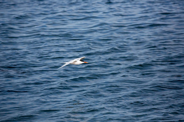 Fototapeta na wymiar Tern in midair flying searching for a mate in breeding season