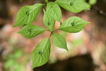 "Helwingia japonica" flowers bloom on the leaves.
