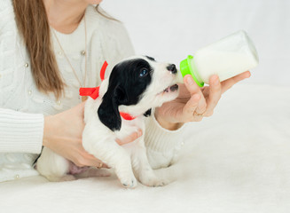 The Caucasian woman is feeding her little puppy with the plastic bottle of milk in indoor.