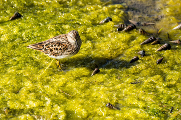 Shore bird hunting for dinner in green smile