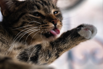 A cat is sticking  out one's tongue 