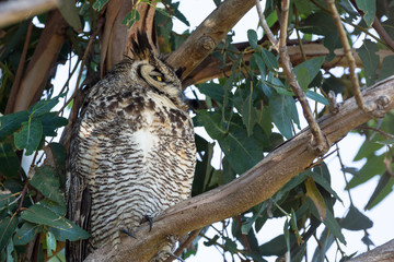 Horned owl watches irritably while perched in a tree during daytime