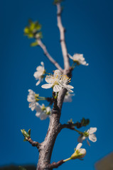 white flowers in spring