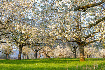 Kirschblüte im Frühling, Remstal, Baden Württemberg