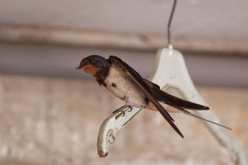 Hirondelles rustiques dans le garage en 2018 © Patrick