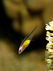 Pink eye goby in the Red Sea (Bryaninops natans)