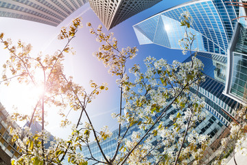 Skyscrapers viewed through blossomed tree branches, France