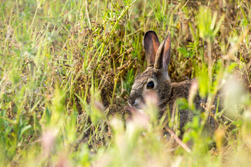Obraz premium Young rabbit hides in tall grass while eating dinner