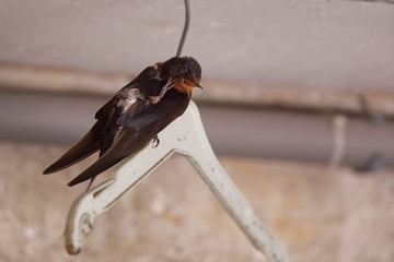 Hirondelle rustique dans le garage en 2018 © Patrick