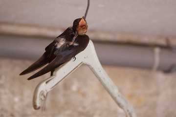 Hirondelle rustique dans le garage en 2018 © Patrick