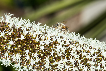 Bee pollinates white blossoms on long flowering plant