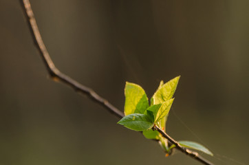 BEAUTIFUL SPRING IN THE MORNING - Young leaves in the sun