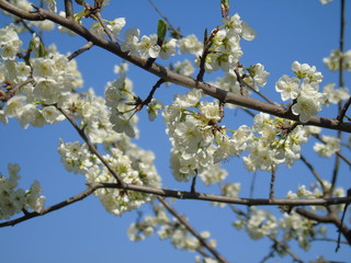 Liguria, Italy – 04/03/2019: Beautiful caption of the fruits tree and other different  plants with first amazing  white and yellow flowers in the village and an incredible blue sky in the background. 