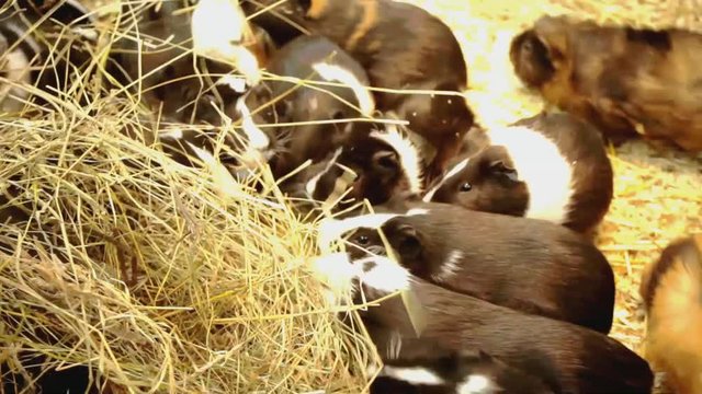 Guinea pigs eat a straw. Family of guinea pigs