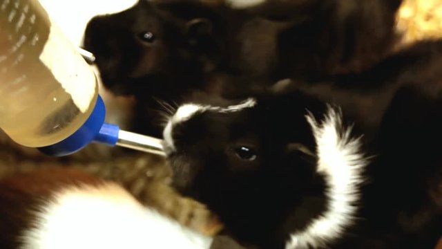 Guinea pigs drinks a water. Family of guinea pigs