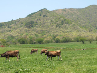 牧場の風景