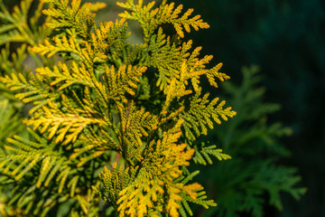 Close-up of bright yellow-green texture of natural greenery of the needles of Thuja occidentalis. Selective focus. Interesting nature concept for design.