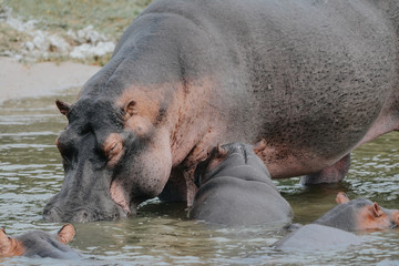 Family hippopotamus in the river