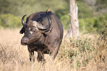 Kaffernbüffel und Rotschnabel-Madenhacker / Buffalo and Red-billed oxpecker / Syncerus caffer et...