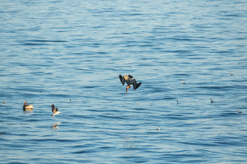 Grey pelican diving for fish in the ocean swells
