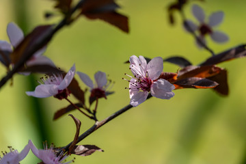 Prunus Cerasifera Pissardii Tree blossom with pink flowers. Spring twig of Cherry, Prunus cerasus on  beautiful green blurred natural garden background. Selective focus