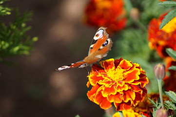 butterfly sits on a flower of marigold folding its wings