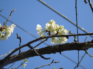 Liguria, Italy – 04/03/2019: Beautiful caption of the fruits tree and other different  plants with first amazing  white and yellow flowers in the village and an incredible blue sky in the background. 