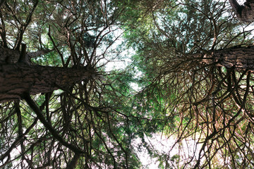 Bottom view . pine trunks with branches. Sun rays in the tree crown