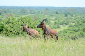 Damaliscus lunatus portrait
