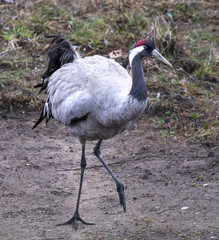 Naklejka premium Common Crane