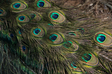 macro de plumas del  pavo real común o pavo cristatus