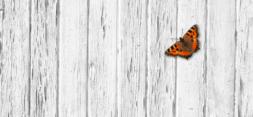 Fototapeta na wymiar butterfly on white wooden background