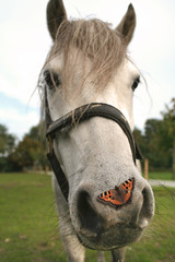 portrait of a horse with butterfly