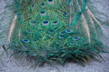 Macro de plumas del  pavo real común o pavo cristatus