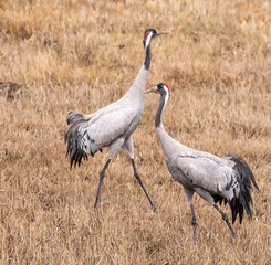 Pair of Cranes in mating behaviour