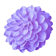 flower amethyst dahlia isolated on white background with clipping path. Close-up. Nature.