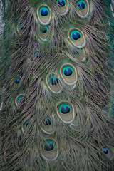 Macro de plumas del  pavo real común