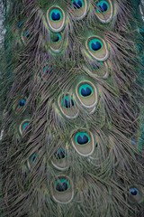 Fototapeta premium Macro de plumas del pavo real común