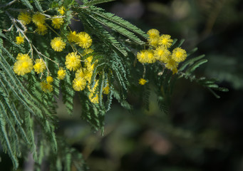 Flores de color amarillo de un árbol, copy-space