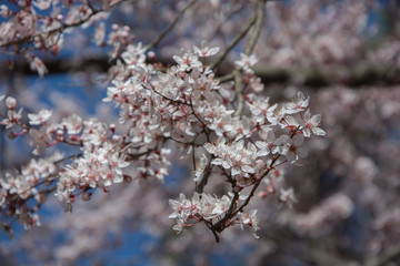 árbol en flor alumbrado la primavera