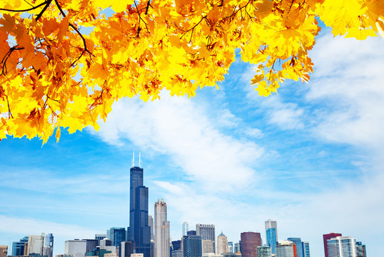 Autumn leaves and Chicago waterfront lake skyline