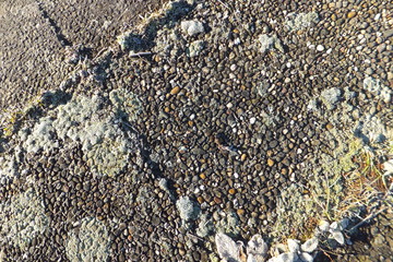 vereister gartenboden mit bewuchs