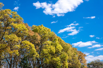 Fototapeta premium 午後の公園