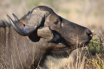 Kaffernb&uuml;ffel / Buffalo / Syncerus caffer