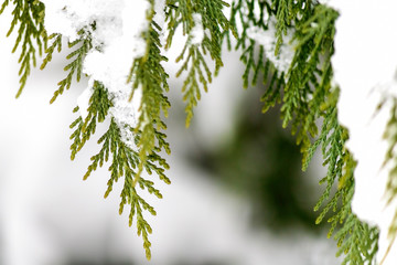 Closeup of a Pine Tree Covered With Snow