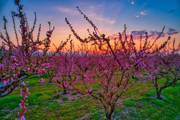 Obstgarten von Pfirsichbäumen blühte im Frühjahr © ververidis