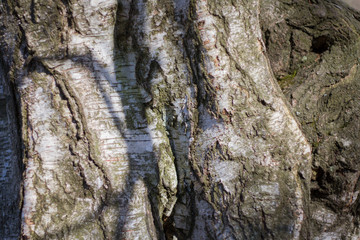 large textured old birch tree trunk illuminated by the sun with white and black stripes