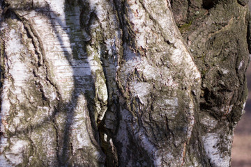 close up of the baked old tree bark with black and white stripes lit by the sun
