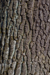 texture of tree bark close up