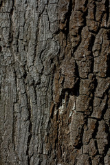 unusual large textured old tree trunk with stripes and growths illuminated by the sun